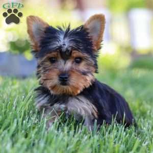 Drake, Yorkie Puppy